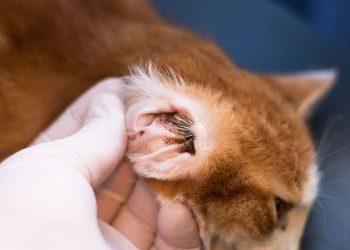 Why are my cat’s ears hot?