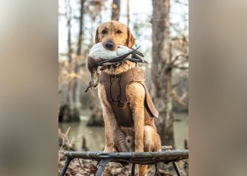 Why Dive Bomb Industries Should Be Your Go-To for Premium Hunting Gear